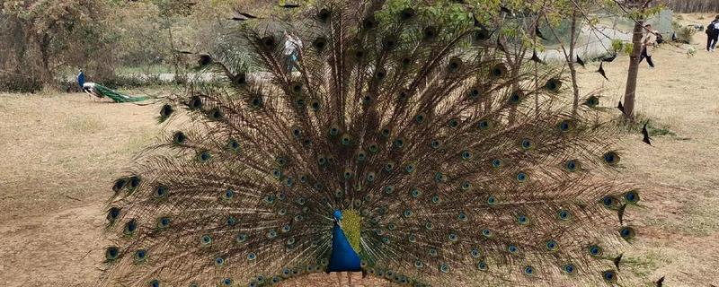 孔雀有哪些生活习性，临近傍晚时觅食活动较为频繁