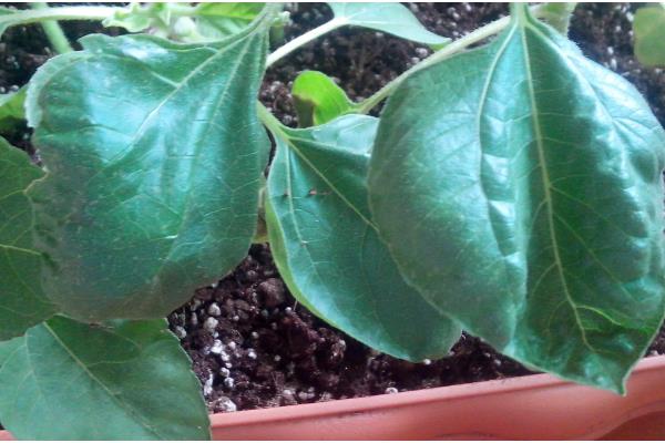 向日葵叶子枯萎了如何处理，需及时停止浇水