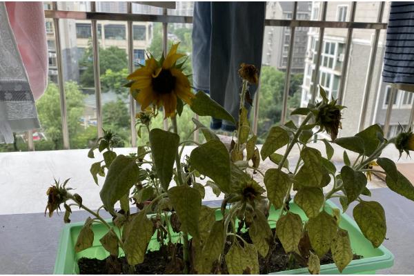 向日葵叶子枯萎了如何处理，需及时停止浇水