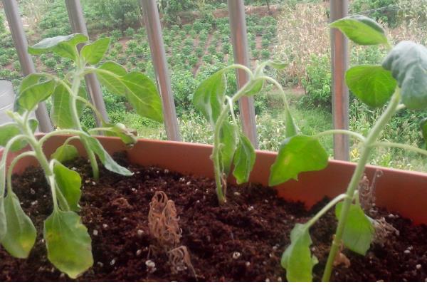 向日葵叶子枯萎了如何处理，需及时停止浇水