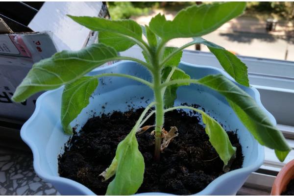 向日葵叶子枯萎了如何处理，需及时停止浇水