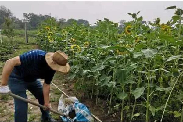 向日葵叶子枯萎了如何处理，需及时停止浇水