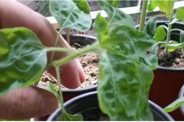 向日葵叶子枯萎了如何处理，需及时停止浇水