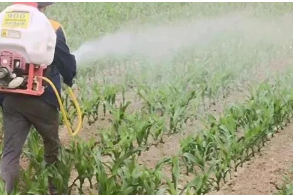 玉米苗几叶期打除草剂，3-5叶期适合喷药除草