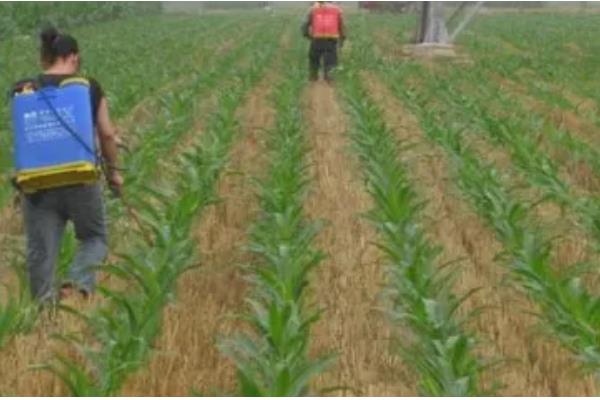 玉米苗几叶期打除草剂，3-5叶期适合喷药除草