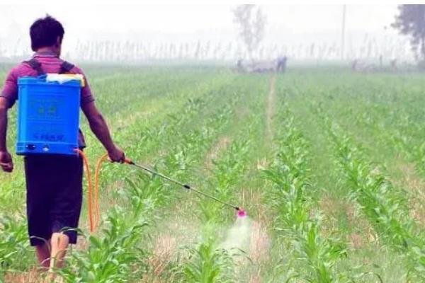 玉米苗几叶期打除草剂，3-5叶期适合喷药除草