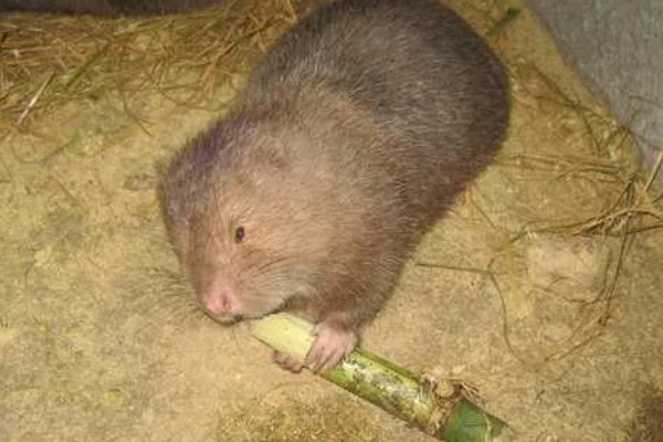 母竹鼠怀孕后要不要与公鼠分开饲养，单独饲养可避免公鼠攻击幼仔