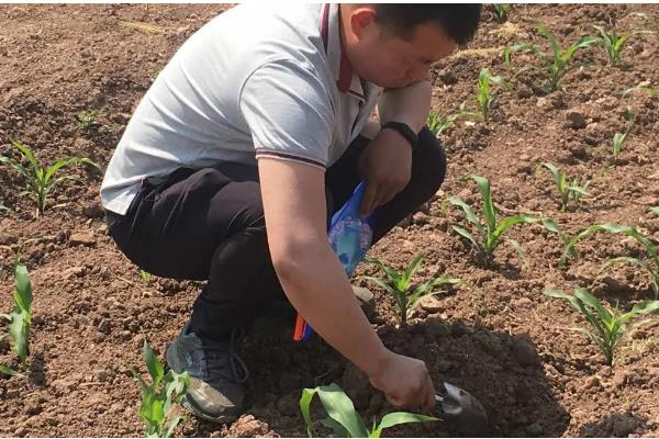 玉米苗几叶期打除草剂，3-5叶期适合喷药除草