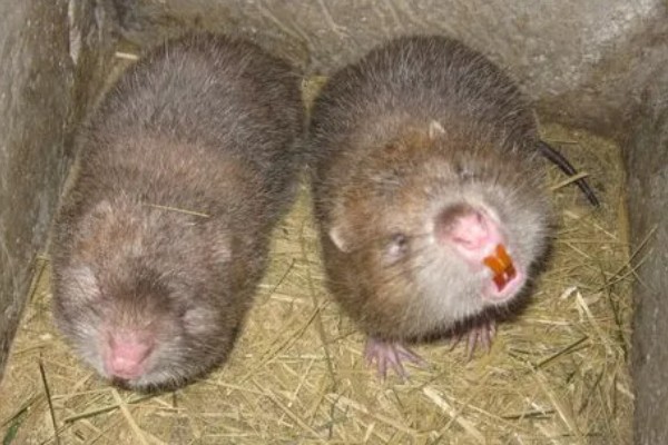 母竹鼠怀孕后要不要与公鼠分开饲养，单独饲养可避免公鼠攻击幼仔