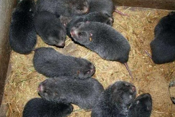 母竹鼠怀孕后要不要与公鼠分开饲养，单独饲养可避免公鼠攻击幼仔