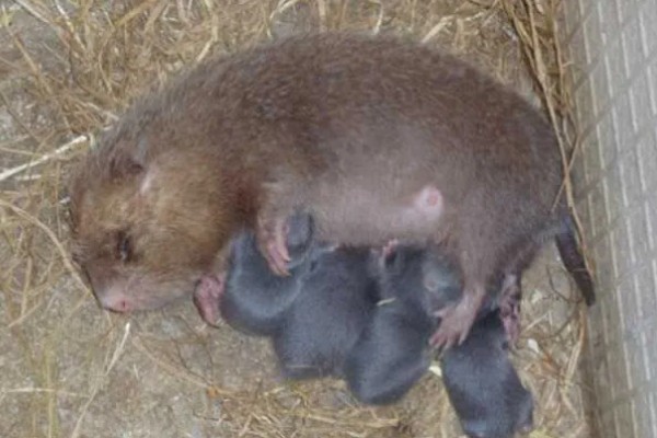 母竹鼠怀孕后要不要与公鼠分开饲养，单独饲养可避免公鼠攻击幼仔