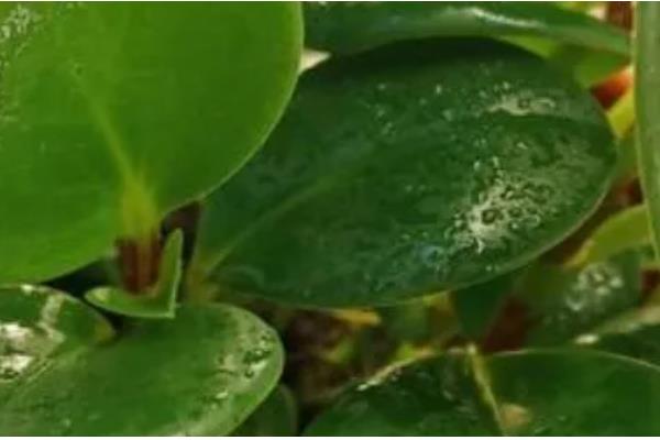 扦插豆瓣绿叶片的方式,在健壮的植株上选择叶片