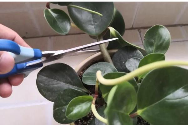 扦插豆瓣绿叶片的方式,在健壮的植株上选择叶片