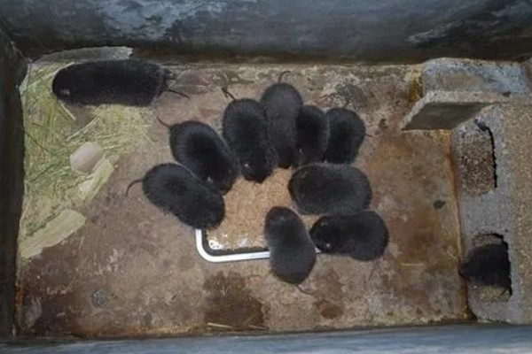 母竹鼠怀孕后要不要与公鼠分开饲养，单独饲养可避免公鼠攻击幼仔