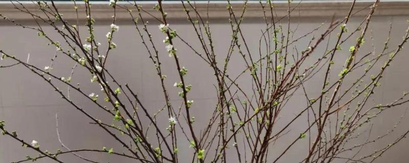 干枝雪柳禁售的原因，没有禁售