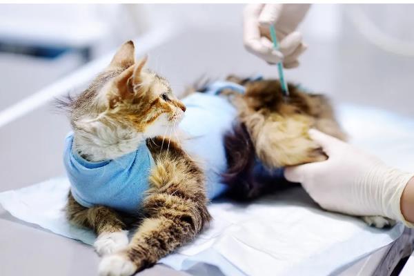 小猫打妙三多的副作用，会出现低烧、嗜睡等