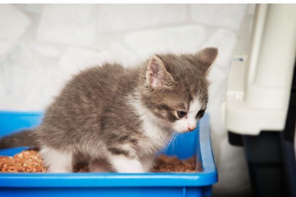 小猫打妙三多的副作用，会出现低烧、嗜睡等