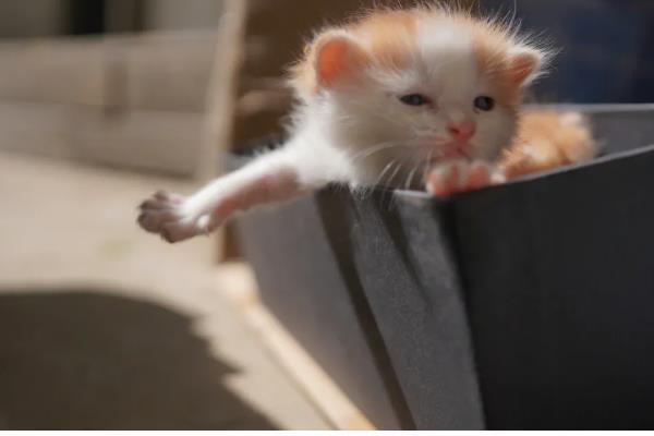 小猫打妙三多的副作用，会出现低烧、嗜睡等