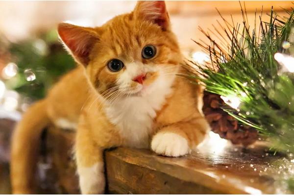 小猫打妙三多的副作用，会出现低烧、嗜睡等