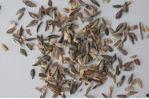 百日草种子的采收方法，剪掉果球把外皮搓碎即可