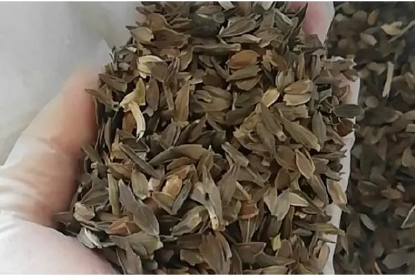 百日草种子的采收方法，剪掉果球把外皮搓碎即可