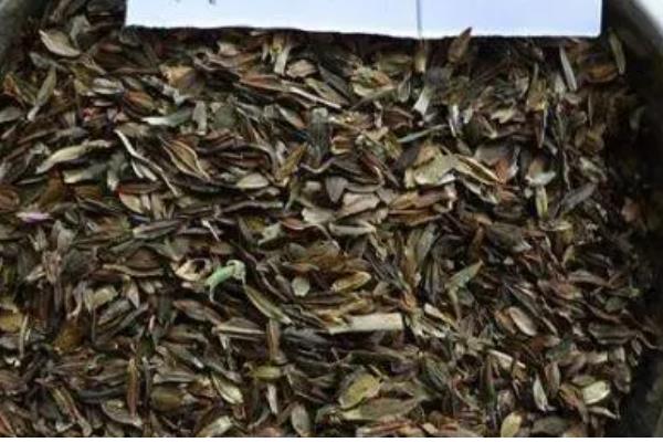 百日草种子的采收方法，剪掉果球把外皮搓碎即可