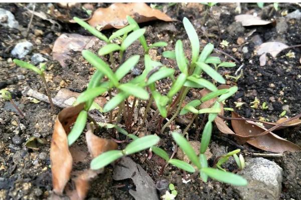 百日草种子的采收方法，剪掉果球把外皮搓碎即可