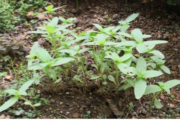 百日草种子的采收方法，剪掉果球把外皮搓碎即可