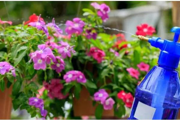 百日草种子的采收方法，剪掉果球把外皮搓碎即可