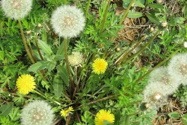 蒲公英是几年生草本植物，是多年生草本植物
