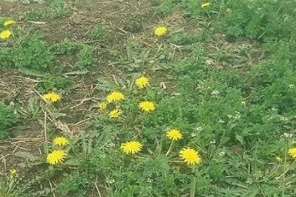 蒲公英是几年生草本植物，是多年生草本植物