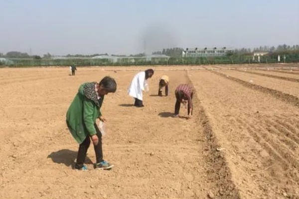蒲公英是几年生草本植物，是多年生草本植物