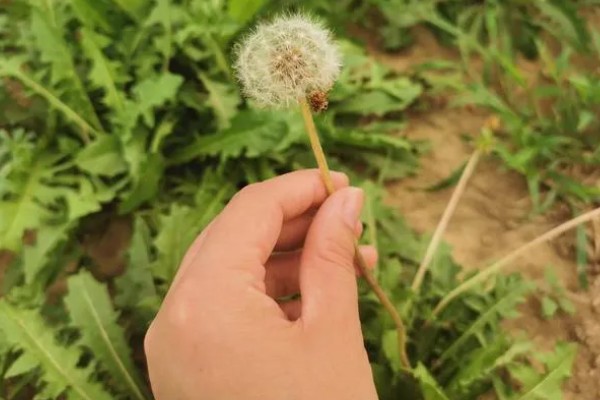 蒲公英是几年生草本植物，是多年生草本植物