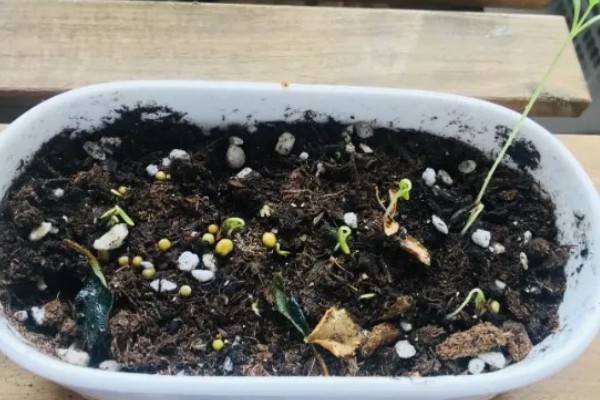 蒲公英是几年生草本植物，是多年生草本植物