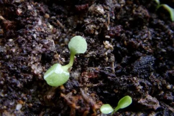 蒲公英是几年生草本植物，是多年生草本植物