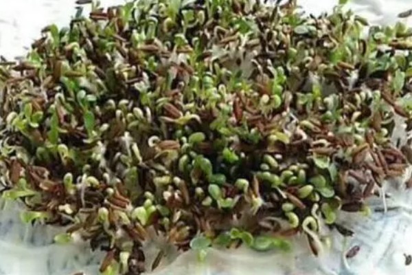 蒲公英是几年生草本植物，是多年生草本植物