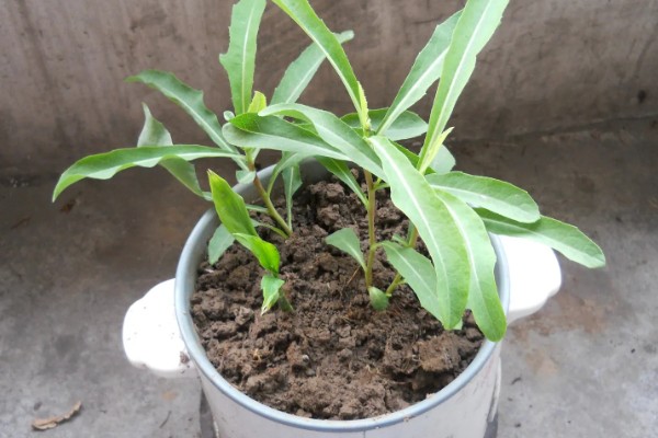 蒲公英是几年生草本植物，是多年生草本植物