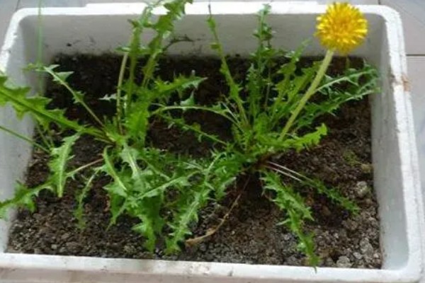 蒲公英是几年生草本植物，是多年生草本植物