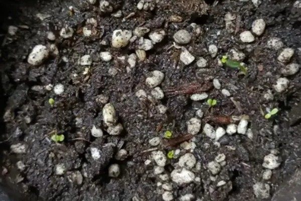 蒲公英是几年生草本植物，是多年生草本植物