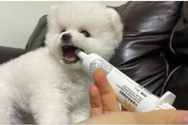 怎么预防狗狗趾间炎,要保持狗狗脚掌和脚底的干爽