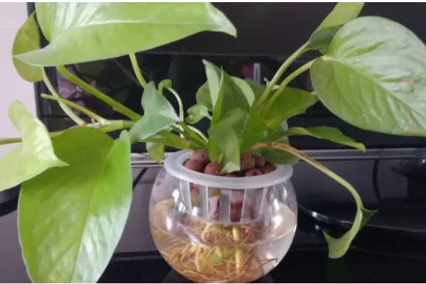 水培绿萝叶片发黄如何处理，缺少光照要放在有散光的地方养护