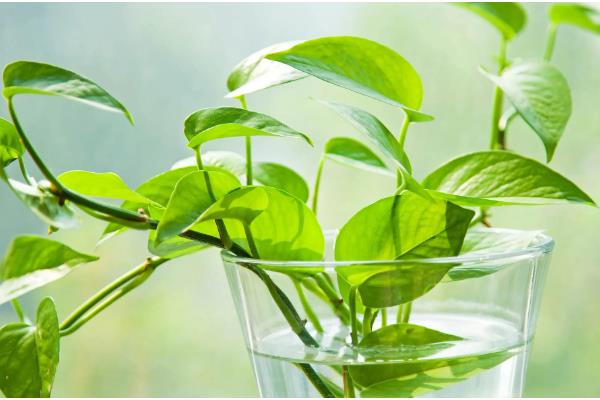 水培绿萝叶片发黄如何处理，缺少光照要放在有散光的地方养护