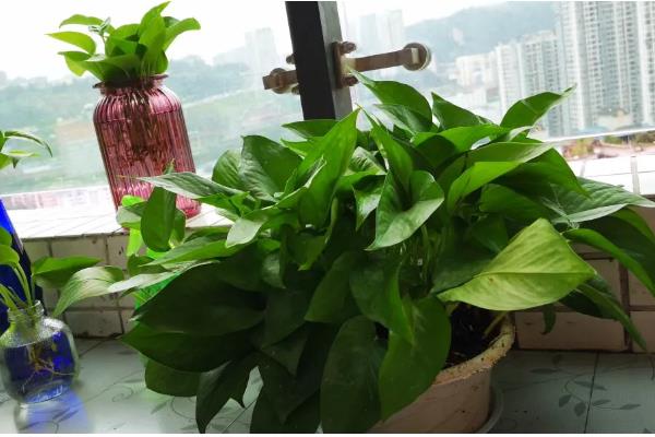 水培绿萝叶片发黄如何处理，缺少光照要放在有散光的地方养护