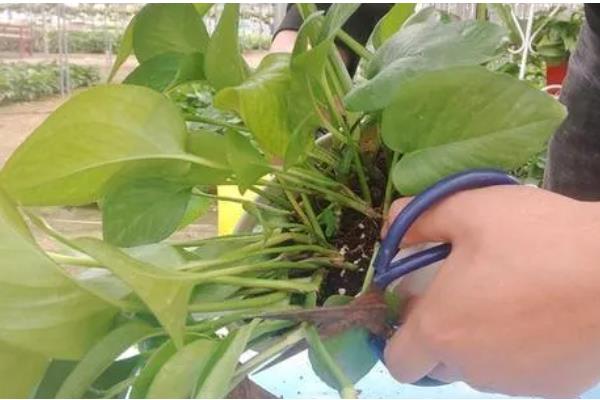 水培绿萝叶片发黄如何处理，缺少光照要放在有散光的地方养护