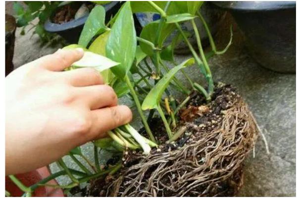 水培绿萝叶片发黄如何处理，缺少光照要放在有散光的地方养护