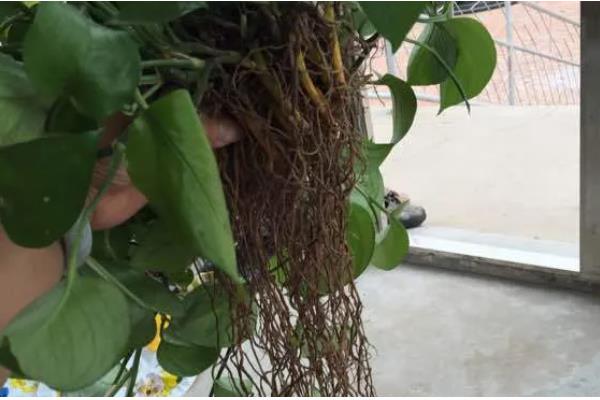 水培绿萝叶片发黄如何处理，缺少光照要放在有散光的地方养护