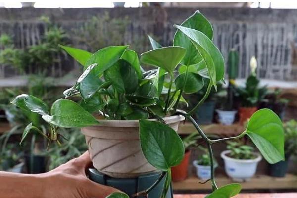 水培绿萝叶片发黄如何处理，缺少光照要放在有散光的地方养护