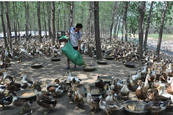 养鸭的技术，要降低养殖密度