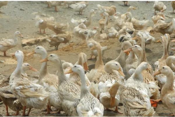 养鸭的技术，要降低养殖密度