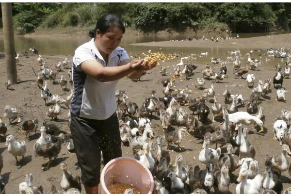 养鸭的技术，要降低养殖密度